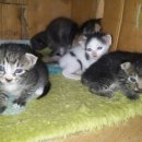 라마리차 이미지