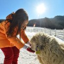 하늘목장 이미지