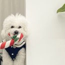 유화사진관