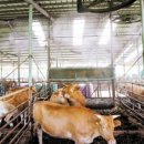 쑥쑥한우농장 이미지