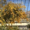 씨유진해이동대로점 | 진해 보타닉 뮤지엄🌸 벚꽃 말고 여기, 봄 감성 힐링 스팟! 내돈내산