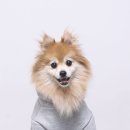 대명동 강아지 이미지