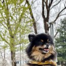 보강천 미루나무숲 | 증평 미루나무숲 아이랑 산책 코스 주차 피크닉 정리