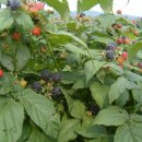 고창  건강원 이미지