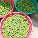 새콤달콩 이미지