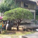 커피와소나무 이미지