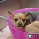 퍼피샬롱 이미지