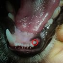 중동우리아이동물병원 이미지