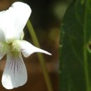 flowerstory