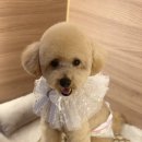 진접애견미용 이미지