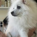 콩이네 이발소 이미지