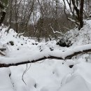 관음사의 왕벚나무자생지 이미지