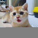 개인화물363 | 충북(청주,동탄,수원,광교,하동,천천동)고양이분양후기에요~