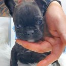 날데려가개 이미지