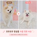 멍살롱 | 파주애견미용 포우모우멍살롱 우리 집 강아지 두부 미용 후기