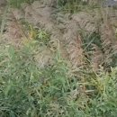 엄궁유수지 이미지