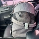 ㈜제주아산렌트카 | 제주렌트카 올해만 3번 이용한 제주아산렌트카 애견동반 무료!