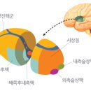 카이로프락틱 이미지