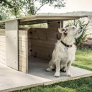 Design Dog 이미지