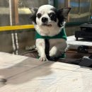 오픈하우스가든 | [부산ㅣ북구] 만덕동 맛집, 부산 애견 동반 오리불고기 가게 <오픈하우스가든>