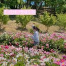 붕어섬3(휴광장) | 임실 가볼만한곳 옥정호 출렁다리 작약꽃밭과 양귀비 명소 붕어섬 생태공원