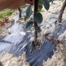 모과목장 이미지