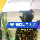 제브라다니오 기르기 + 2년
