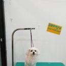 프리티펫 이미지