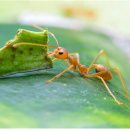 (다살이) 15. 가위개미 농사짓기 이미지