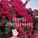 수원 장미 명소 올해 지나면 못 보는 수원화성 파란대문집 장미