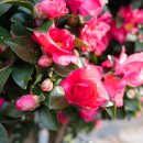 남원읍-88 | 제주도 신상 동백꽃 명소 위미리동백군락지 무인 지니귤카페 개화상황