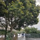 신화역사로 | 제주 오설록 방문 후기｜제주 녹차밭 감성 여행 필수 코스