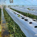 일산1리 이미지