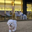 댕그라운드 이미지