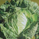 서양화B 이미지