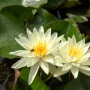수련(睡蓮, Water Lily) 이미지