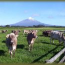 젖소목장 이미지