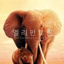 엘리펀트 퀸 ( The Elephant Queen 2019 ) 이미지