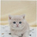 부산고양이분양 퍼스트캣 부산점 | 고양이분양의 새로운 패러다임의 역사를 써낸 퍼스트캣 부산점 방문