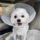 본 동물메디컬센터 외과동물병원 | [본동물메디컬센터 외과동물병원] 슬개골 탈구 수술 후기 / 대구 24시 동물병원 / 1살 강아지 / 말티즈