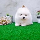 카페;야