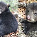 아기곰푸드 이미지