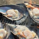 이창농장 | 마산 진동 미더덕회 이창수산물판매장 키조개 구매 완전 싱싱하고 저렴해