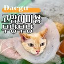 코코보노 고양이호텔 | 대구고양이미용, 미용부터 방문탁묘까지 가능한 무냥무냥 방촌점