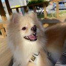 아산아이윌24시동물메디컬센터 이미지