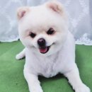 도그도담 | 인천 애견미용샵 추천 - 도그도담에서 미용해보세요~