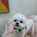 애기강아지반려견전문샵 - 유성구 학하남로47번길 3-24 | 애기강아지반려견전문샵
