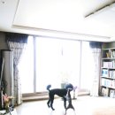 부르주화 펫 이미지