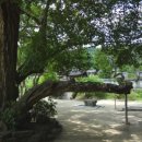 도산서원길(도산면) 이미지