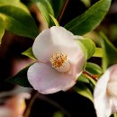 동백농장 이미지